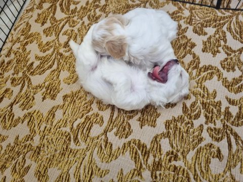 Bebek yüz maltese