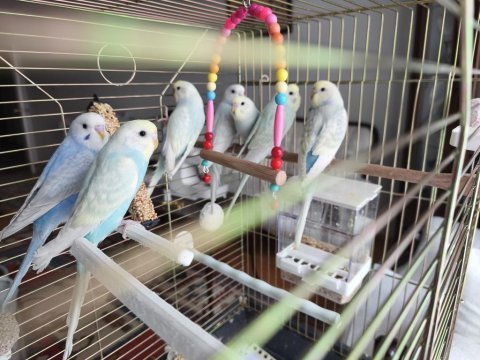 Pastel renk muhabbet kuşu yavrular