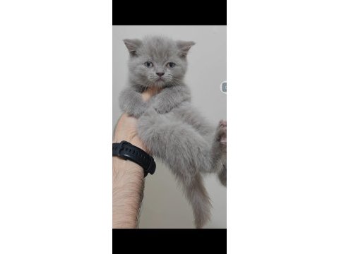British shorthair kedisi