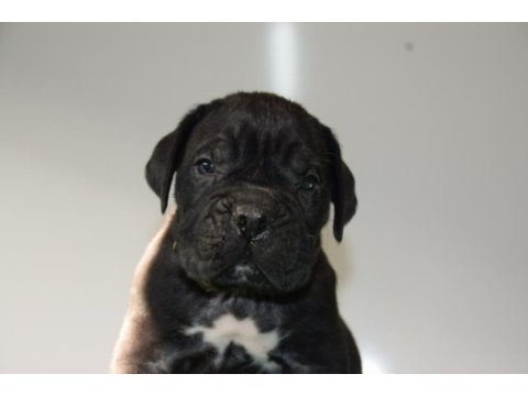 Corsotürkden şecereli garantili şampiyon yavru köpekler