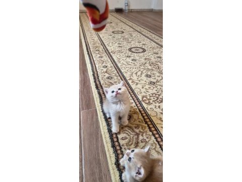 Sahiplendirme erkek kedimiz