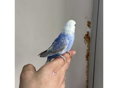 Bebek muhabbet kuşumuz yeme düşmüştür