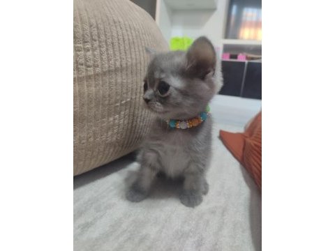 Safkan anne babadan british shorthair ayı surat yavrular