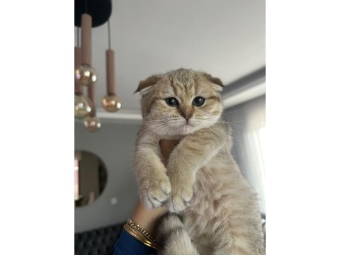Scottish fold yavrumuz yeni yuvasını arıyor