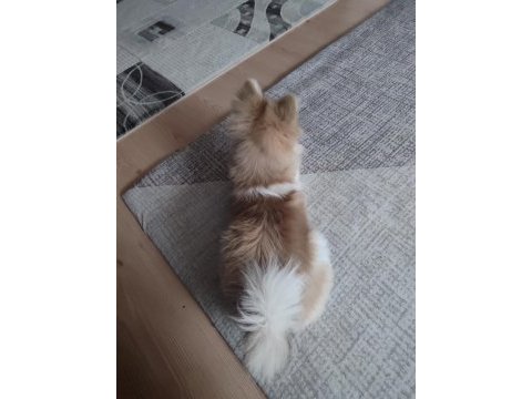Pomeranian köpeğimiz 5 aylık