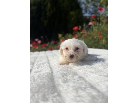 Kar beyaz maltese yavrular