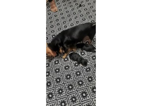 Minyatür pinscher