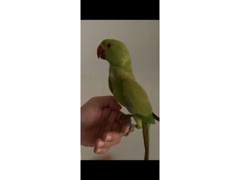 El besleme yavru 3 aylık pakistan papağanı