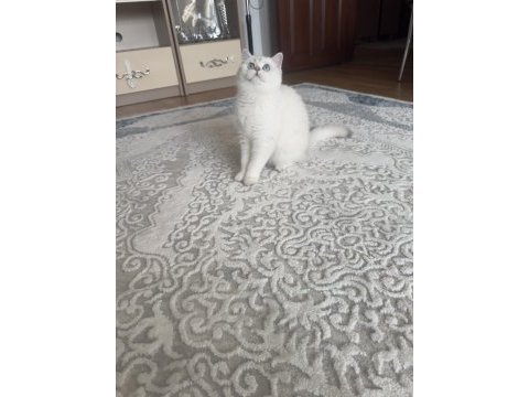 Orjinal btitish shorthair