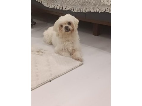 Erkek maltese terrier