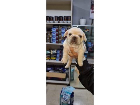 Egzotik renk french bulldog bebeklerimiz