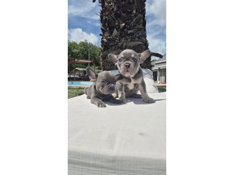 Blue eyes french bulldog yavruları 