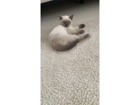 British shorthair safkan ırk garantili bebeklerimiz