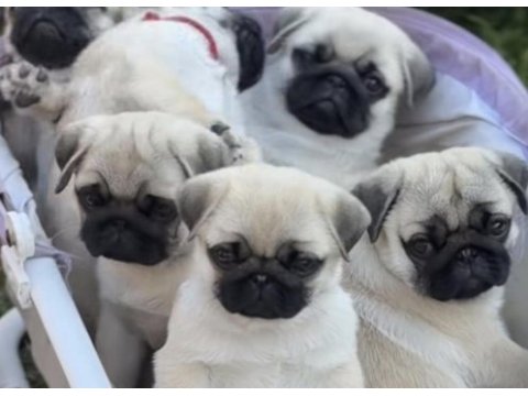 Pug safkan