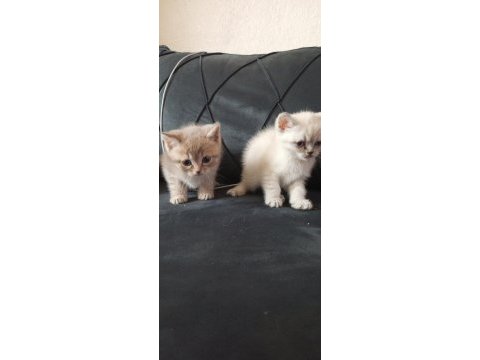 Oyuncu british shorthair yavruları