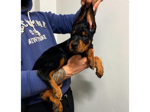 Safkan doberman
