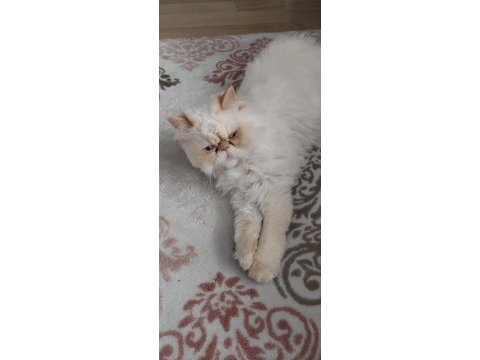 İran kedisi 4 yaşında dişi