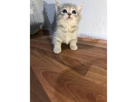 Anne scottish fold baba british shorthair