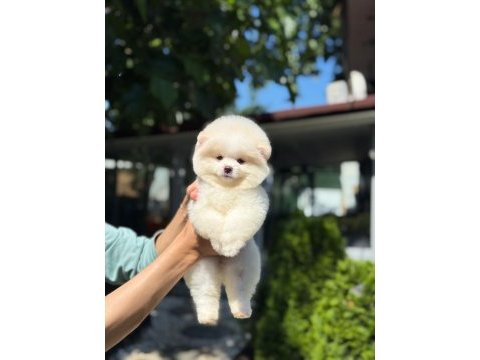 Dişi ve erkek pomeranian boo yavrularımız