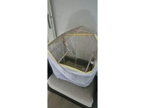 Sultan papağanı sahiplendirme (4 aylık)