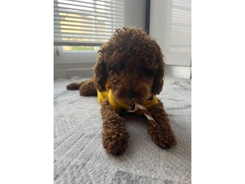 Toy poodle dişi