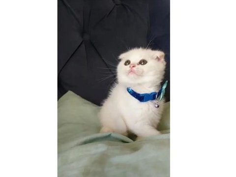 Yavru beyaz scottish fold