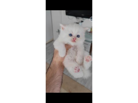 British longhair kedisi