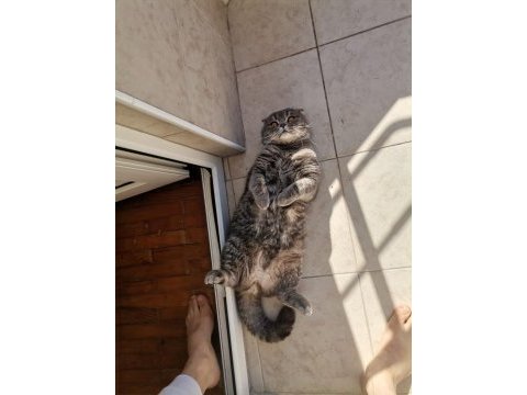 Yakışıklı scottish fold oğluma aynı ırktan eş arıyorum