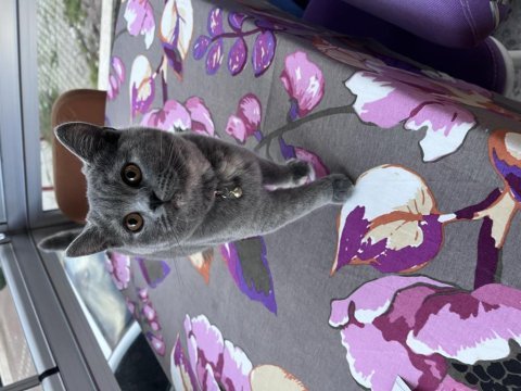 British shorthair çakıl kedim