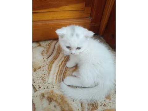 Scottish fold yavrular