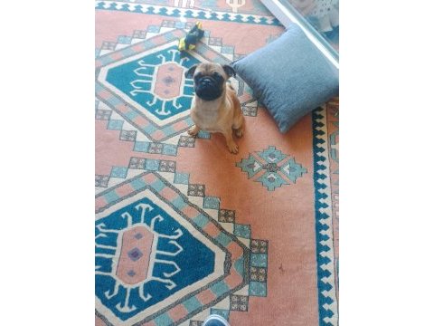 5 aylık pug gül kuyruk