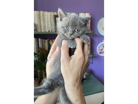 Sahiplendirme british shorthair