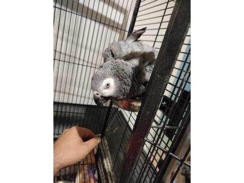Jako papağanım kedi gibi miyavlar