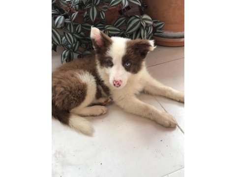 4 tane çok iyi kahve beyaz dişi 60 günlük border collie