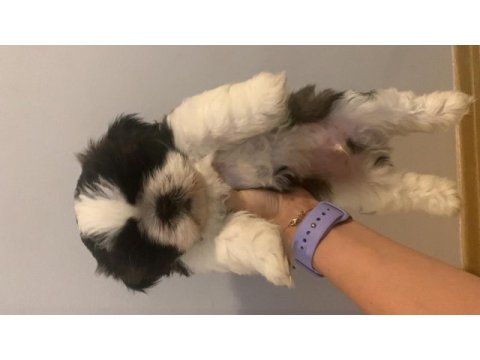 Shih tzu yavrular