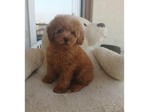 Çok tatlı toy poodle erkek yavru