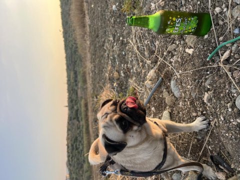 Pug 2 yaşında erkek