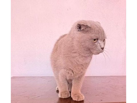 Scottish fold yawru kedi sahiplenilmek