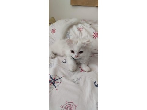 British longhair erkek