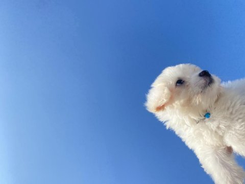 Maltese terrier