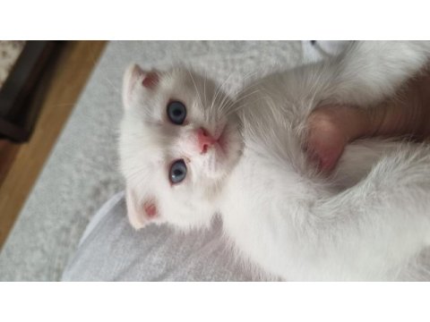 Kartopu gibi scottish fold kedimiz