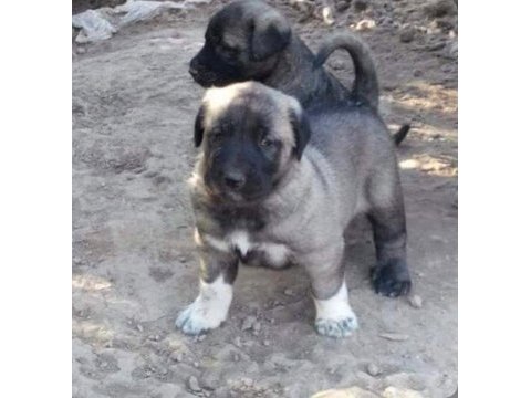 Show kalite safkan kangal yavruları