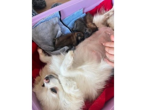 Annelik tecrübeli yetişkin dişi pomeranian boo köpekler