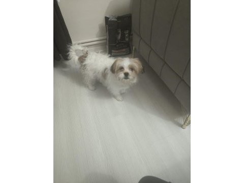 4 aylık erkek köpeğimiz pede wc eğitimi var