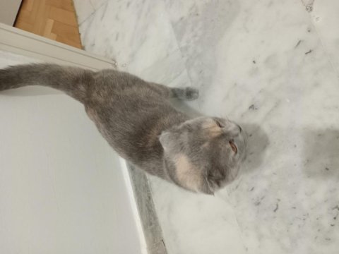 Sahiplenilme 1 yaşında scottish fold
