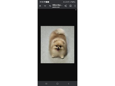 Pomeranian 1400 gr