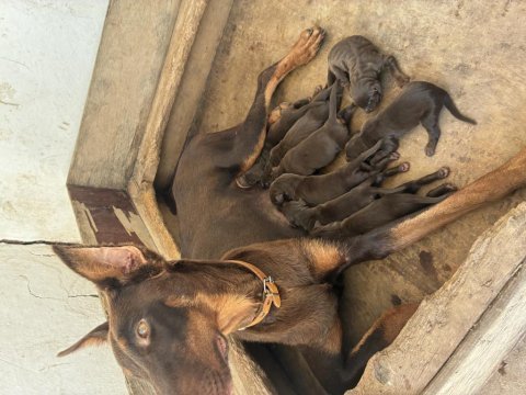 Doberman köpeklerimiz
