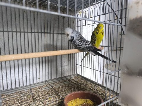 Kümes toplu verilecektir motor takası olur