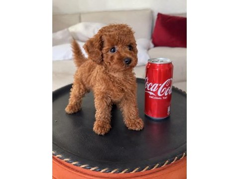 Safkan toy poodle