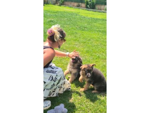 Secereli alman çoban köpeği yavruları